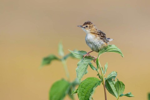 Zitting Cisticola (Cisticola juncidis) perched on a branch, Istria, Croatia