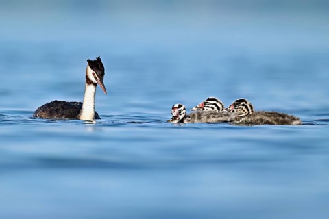 Great Crested Grebe (Podiceps scalloped ribbonfish), with three chicks swimming in the water, Lake