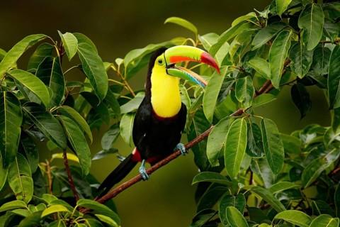 Toucan sitting on the branch in the forest, Boca Tapada, green vegetation, Costa Rica. Nature