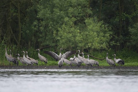 Common Crane (Grus grus), Mecklenburg-Western Pomerania, Germany