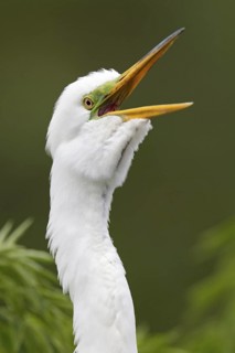 Great Egret (Ardea alba), Florida, USA