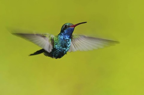 Broad-billed Hummingbird (Cynanthus latirostris), Arizona, USA