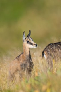 Chamois (Rupicapra rupicapra) youngster on a meadow in the Vosges Mountains, wildlife, France