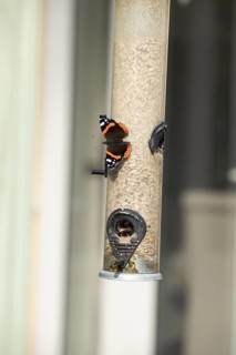 Red admiral (Vanessa atalanta) butterfly adult resting a garden bird feeder, Suffolk, England,