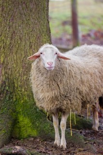 A female Waldschaf, Ovis gmelini aries, stands on a pasture