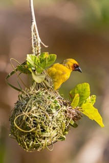 Ruppell's Weaver, Rueppell's Weaver, (Ploceus galbula), weaver bird building a nest, weaver birds,