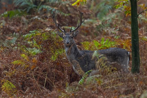 Fallow deer (Dama dama) are called Knieper or Sprossler in the 3rd year of life, in the 4th year of