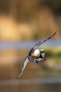 Northern Pintail, Anas acuta, male in flight over winter marshes