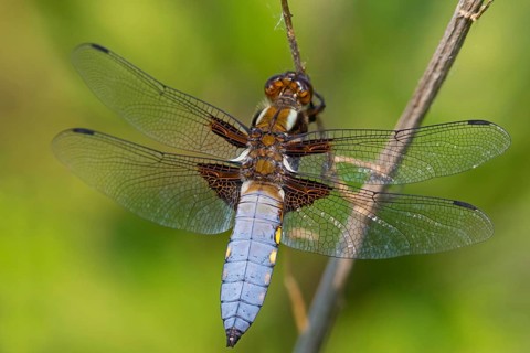 Four-spotted damselfly, (Libellula quadrimaculata), dragonfly, damselfly, dragonfly, insect,