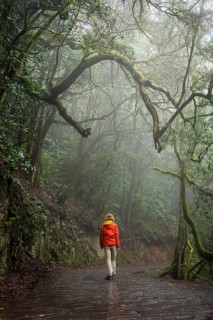A hiker on a hiking trail in the cloud forest. Foggy weather. Garajonay National Park, La Gomera,