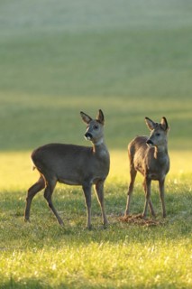 European roe deer (Capreolus capreolus) doe and fawn in winter coat in the morning light in the