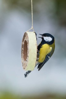 Great Tit (Parus major), Schleswig-Holstein, Germany