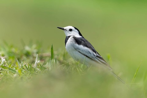 White Wagtail (Motacilla alba) standing in a lush green field, sreepur, Gazipur, bangladesh