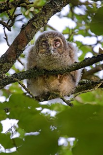 Long-eared owl (Asio otus) (Strix otus) young perched in tree, Belgium