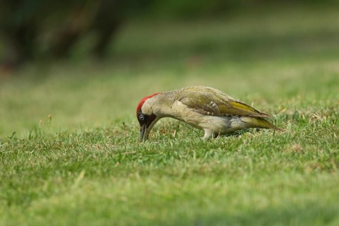 Green woodpecker (Picus viridis) adult bird feeding on a garden grass lawn, Norfolk, England,