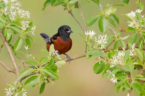 Orchard Oriole (Icterus spurius) male, Texas, USA