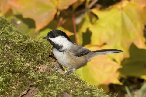 Black-capped Chickadee Poecile atricapilla Duluth, Minnesota, USA 2 October Adult Paridae
