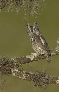 Eastern Screech Owl (Megascops asio), Texas, USA