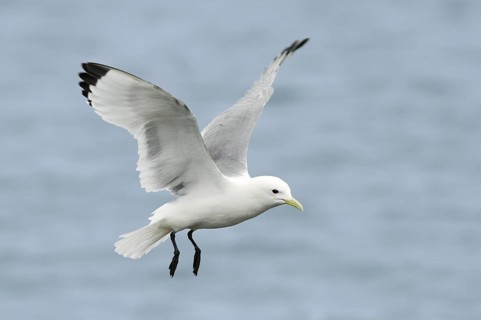 Black-legged Kittiwake (Rissa tridactyla) flying, Alaska, USA