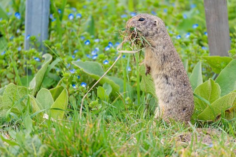 A fully grown European ground squirrel (Spermophilus citellus) carries nesting material in its