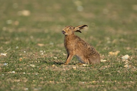 European brown hare (Lepus europaeus) adult animal in a farmland cereal field, England, United