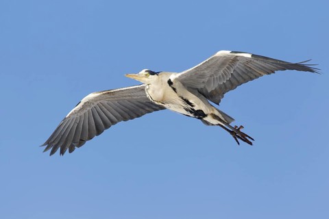 Grey Heron (Ardea cinerea) flying, Berlin, Germany