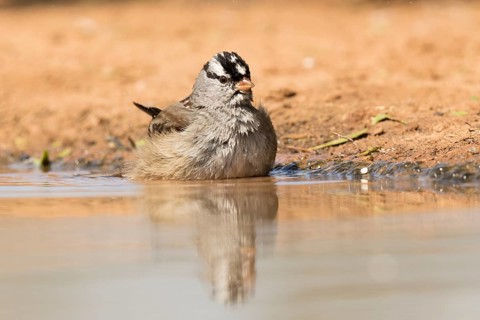 White-crowned Sparrow (Zonotrichia leucophrys) bathing, Texas, USA
