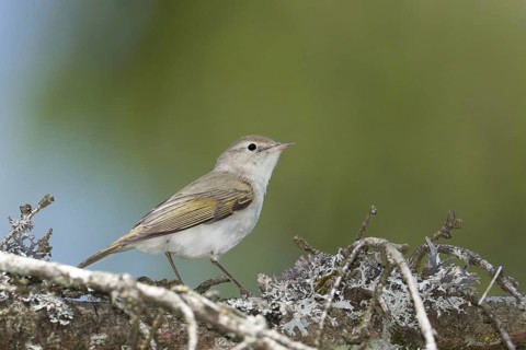 Western Bonelli's Warbler (Phylloscopus bonelli), Bavaria, Germany
