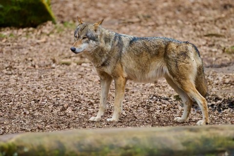 A standing wolf on leafy ground in alert pose, Wolf (Canis Lupus), Germany