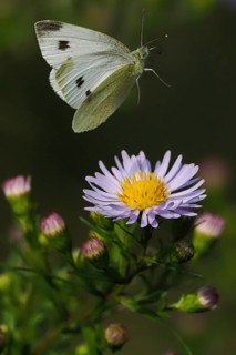 A Small white (Pieris rapae) flies over a purple flower with a green background, Hesse, Germany