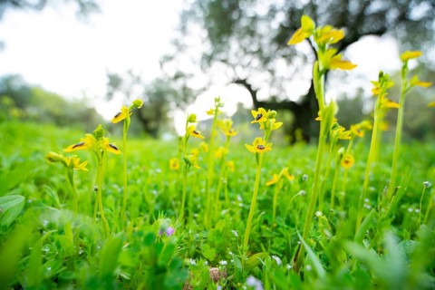 Bright yellow wildflowers bloom against a soft background of a verdant Andalusian meadow,