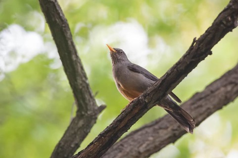 Karoo Thrush (Turdus smithi), Gauteng, South Africa