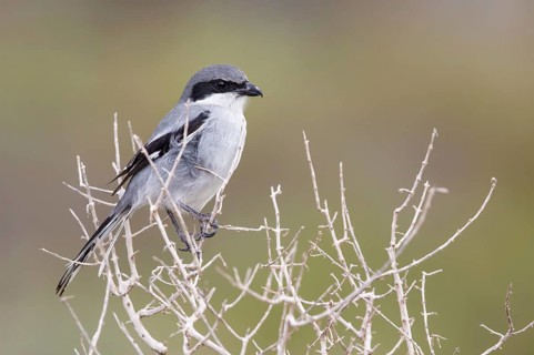 Southern Grey Shrike (Lanius meridionalis) perched on a dried twig, Fuerteventura, Spain