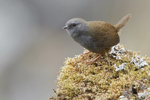 Puna Tapaculo (Scytalopus simonsi) perched on a rock in Bolivia, South America