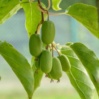 Mini kiwi (Actinidia arguta AMBROSIA),  Germany