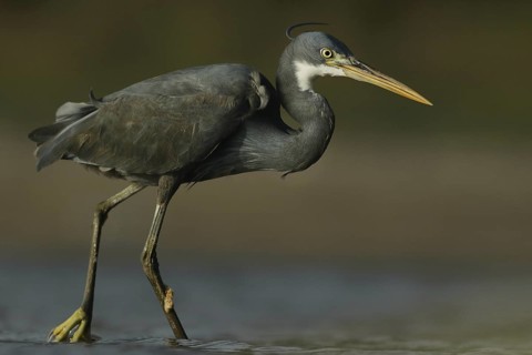 Western Reef Heron (Egretta gularis) foraging, Maharashtra, India