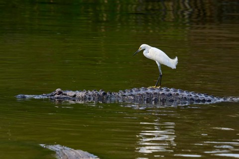 A heron stands still on a crocodile moving slowly in the water, Great Egret (Egretta thula),