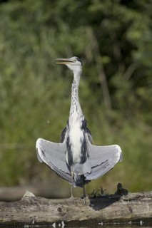 Grey Heron (Ardea cinerea), Saxony, Germany