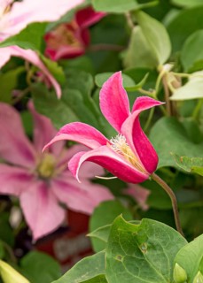 Clematis 'Princess Diana', Plantarium 2016, Netherlands