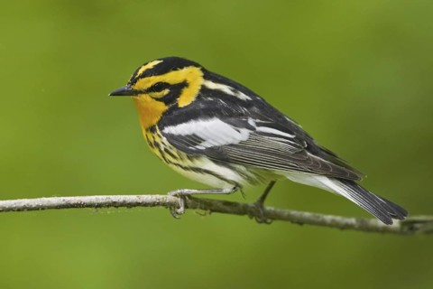 Blackburnian Warbler (Setophaga fusca) male, Ontario, Canada