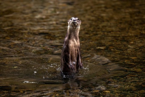 A single nutria stands alert in the clear waters of Khao Sok National Park, located in Surat Thani