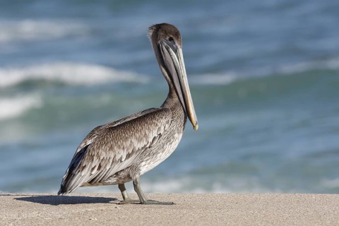 Brown Pelican (Pelecanus occidentalis) juvenile, Florida, USA