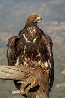 Golden Eagle (Aquila chrysaetos) immature, first winter plumage eating a rabbit, Castile and Leon,