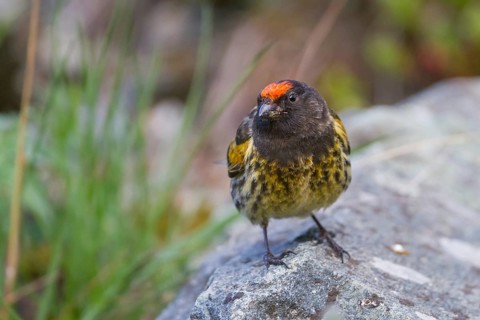Red-fronted Serin - Rotstirngirlitz - Serinus pusillus: Kazakhstan