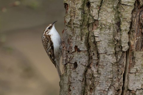 Eurasian treecreeper (Certhia familiaris) adult bird climbing up a tree trunk, England, United