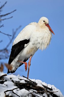 White stork (ciconia ciconia), standing on a snow-covered eyrie, Switzerland
