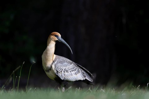 Black-faced Ibis (Theristicus melanopis), adult, standing in grass, lateral profile against dark
