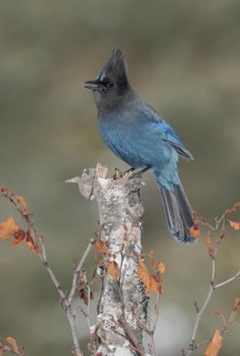 Steller's Jay (Cyanocitta stelleri) singing, perched on a log, Alaska, USA
