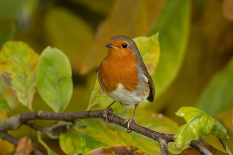 European robin (Erithacus rubecula) adult garden bird amongst autumn leaves of a garden Magnolia