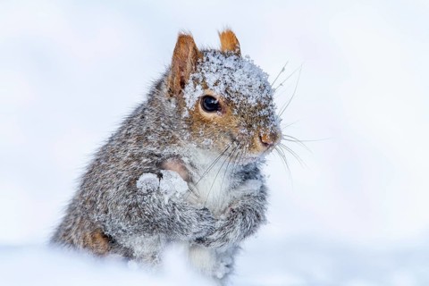 Eastern gray squirrel (sciurus carolinensis) sitting in snow and watching, Montreal botanical